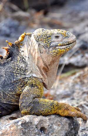 Ecuador